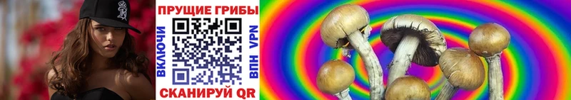 OMG как войти  купить наркотик  Людиново  Галлюциногенные грибы Psilocybe 